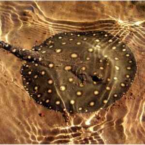 Arraia de água doce na Amazônia — hábitos e perigos Arraia de água doce na Amazônia — hábitos e perigos