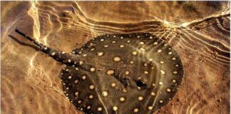 Arraia de água doce na Amazônia — hábitos e perigos