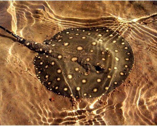 Arraia de água doce na Amazônia — hábitos e perigos