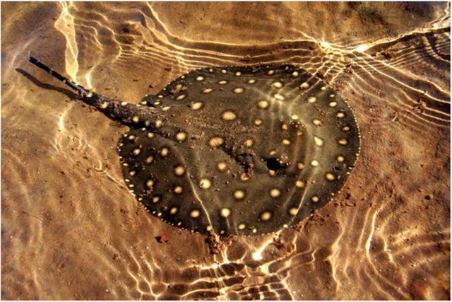 Arraia de água doce na Amazônia — hábitos e perigos 3 Arraia de água doce na Amazônia — hábitos e perigos