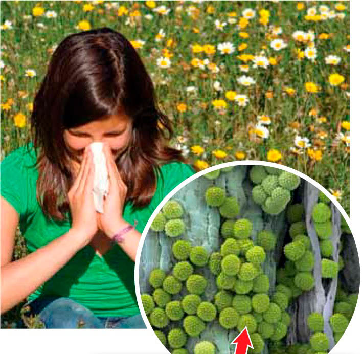 Grãos de pólen no ar podem ocasionar olhos lacrimejantes e o nariz escorrendo