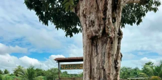 Juliette Marty, Soline Urvoy de Portzamparc e Audrey Kieny, alunas de MBA da Audencia Business School