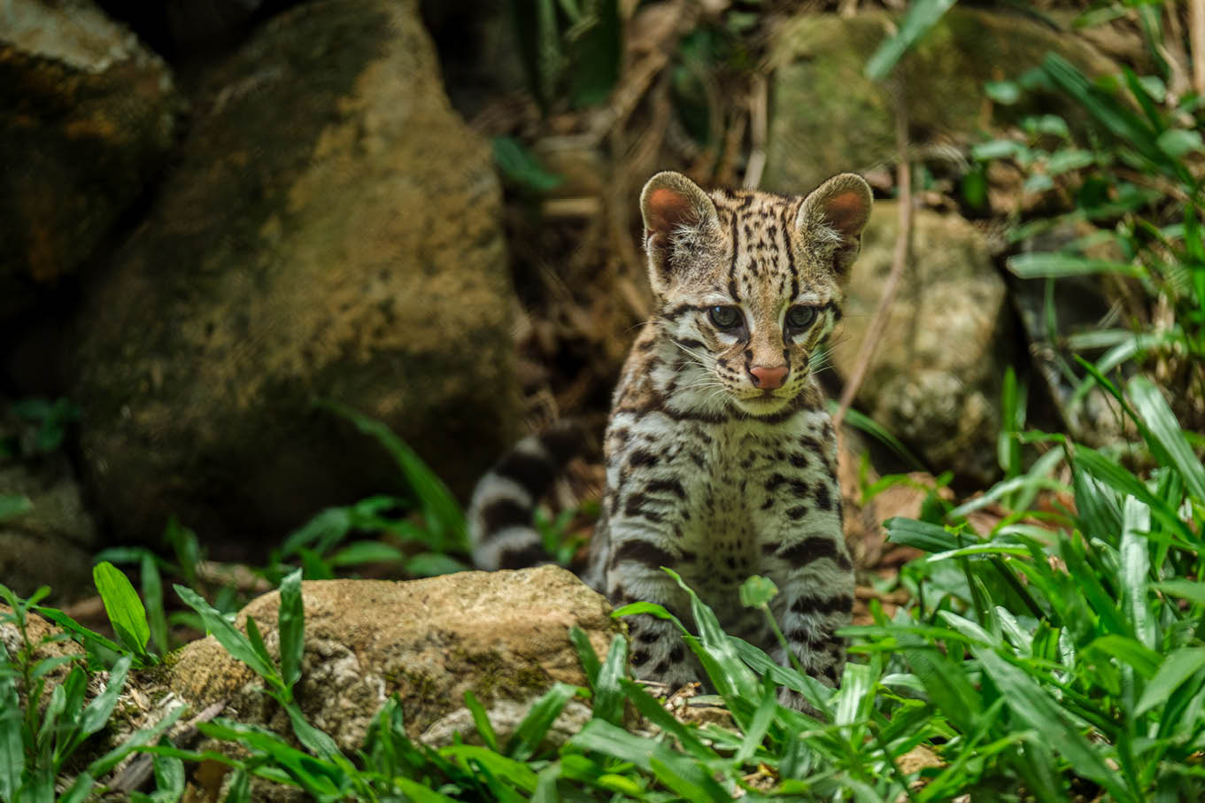 Na__bacia_amaz_nica_peruana-1 A preservação da biodiversidade na Amazônia