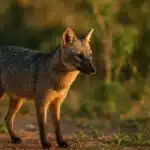 O incrível faro do cachorro-do-mato e como ele sobrevive próximo de humanos O incrível faro do cachorro-do-mato e como ele sobrevive próximo de humanos