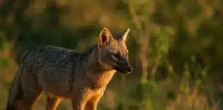 O incrível faro do cachorro-do-mato e como ele sobrevive próximo de humanos