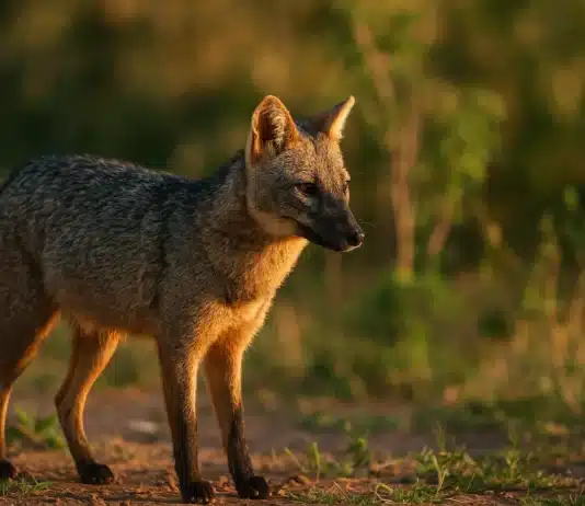 O incrível faro do cachorro-do-mato e como ele sobrevive próximo de humanos