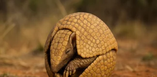 O que o tatu-bola faz com o próprio corpo para ele se proteger é incrível