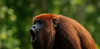 O som do bugio que pode ser ouvido a 5 km veja o que isso revela sobre o animal