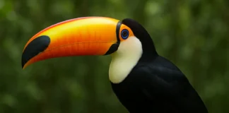 O verdadeiro motivo do bico exagerado do tucano