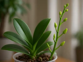 Orquídeas com brotos novos e sem flor