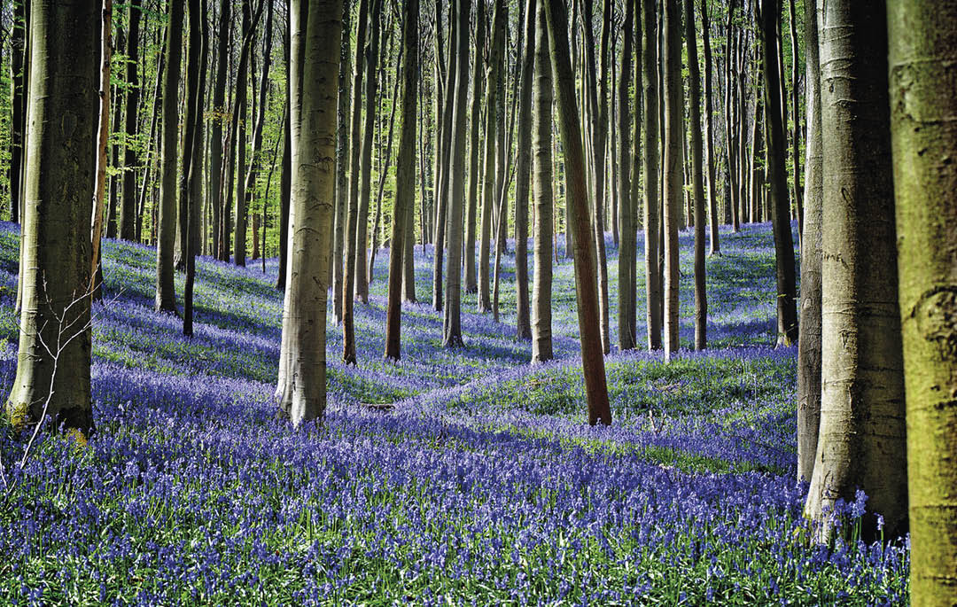 Para mitigar as crises das mudanças climáticas e da perda de biodiversidade