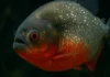 Piranha-vermelha conheça as suas 2 táticas de sobrevivência em grupo