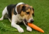 Pode dar cenoura para cachorro Veja os benefícios e os riscos