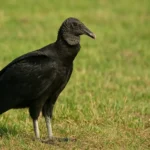 Por que o urubu-comum é mais higiênico do que muitos imaginam Por que o urubu-comum é mais higiênico do que muitos imaginam