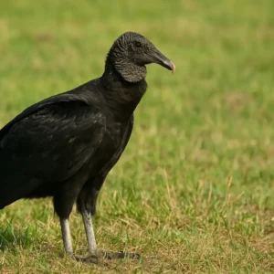 Por que o urubu-comum é mais higiênico do que muitos imaginam Por que o urubu-comum é mais higiênico do que muitos imaginam