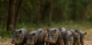 Porcos do mato como se proteger ao encontrar um bando de animais famintos