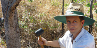 Floresta tropical Queensland - costa leste da Austrália