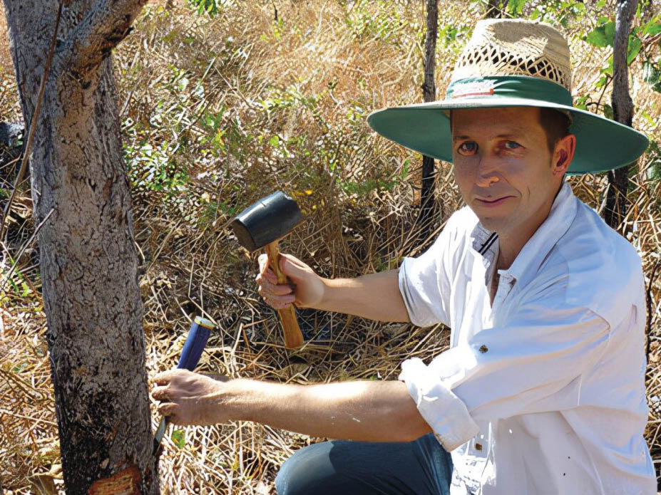 Floresta tropical Queensland - costa leste da Austrália