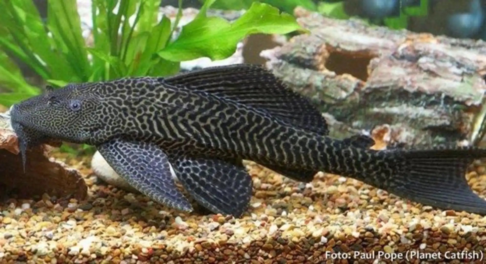 Jaraqui - o peixe migratório que sinaliza a saúde dos rios