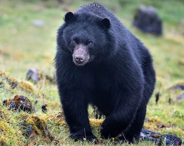 Raro_urso-andino__nico_da_Am_rica_do_Sul A preservação da biodiversidade na Amazônia