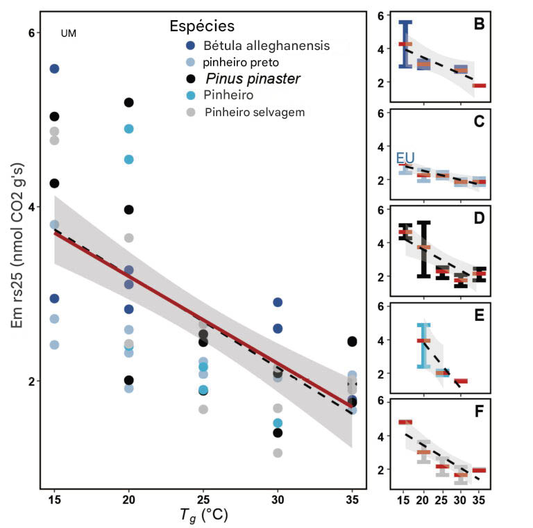 O aquecimento climático NÃO vai ser tão quente 5 Relação entre a respiração do caule (rs25) e a temperatura de crescimento derivada de um experimento de aquecimento para 5 espécies. A previsão teórica, indicada pela linha vermelha, concorda com a linha tracejada ajustada aos dados