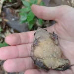 Animais que fingem estar mortos: estratégia que salva vidas Sapo-folha deitado fingindo morte