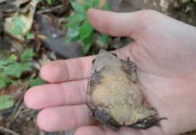 Animais que fingem estar mortos: estratégia que salva vidas Sapo-folha deitado fingindo morte