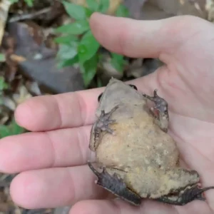 Animais que fingem estar mortos: estratégia que salva vidas Sapo-folha deitado fingindo morte