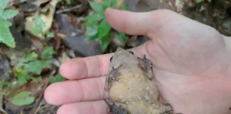 Sapo-folha deitado fingindo morte