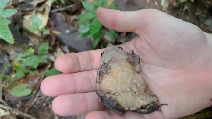 Sapo-folha deitado fingindo morte