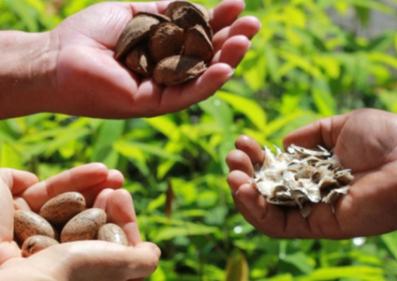 Screenshot-2025-05-15-151718 Pesquisa analisa a bioeconomia na Amazônia envolta de caminhos e desafios