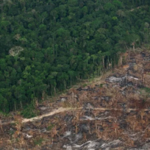 Degradação da Amazônia avança enquanto desmatamento recua Amazônia
