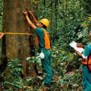 Nova estratégia de manejo florestal propõe preservar diversidade genética da Amazônia Amazônia