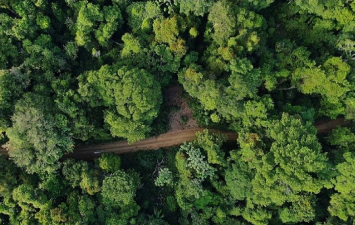 Screenshot-2025-05-27-155909 Nova estratégia de manejo florestal propõe preservar diversidade genética da Amazônia