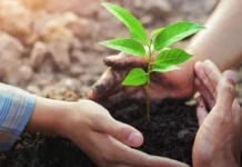 A Revolução Verde da Amazônia: Novo Modelo de Concessão Florestal Pode Transformar Economia e Clima novo