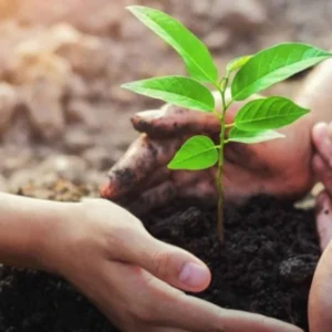 A Revolução Verde da Amazônia: Novo Modelo de Concessão Florestal Pode Transformar Economia e Clima novo