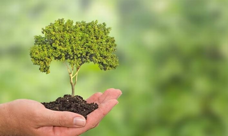 Screenshot-2025-05-28-152435 A Revolução Verde da Amazônia: Novo Modelo de Concessão Florestal Pode Transformar Economia e Clima