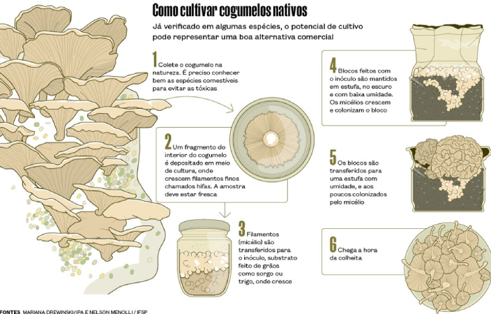 Screenshot-2025-05-28-155540 Brasil descobre 409 espécies de cogumelos silvestres comestíveis e sustentáveis