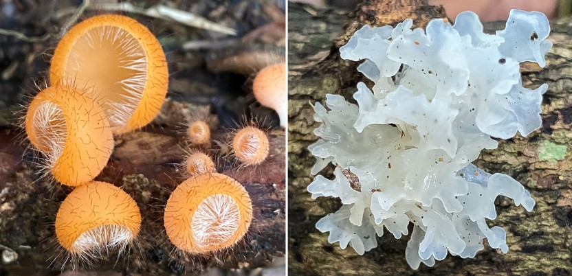 Screenshot-2025-05-28-160711 Brasil descobre 409 espécies de cogumelos silvestres comestíveis e sustentáveis