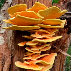 Screenshot-2025-05-28-161125-300x300 Brasil descobre 409 espécies de cogumelos silvestres comestíveis e sustentáveis