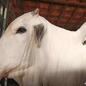 Brasil recebe status internacional da OMSA como livre de febre aftosa sem vacina OMSA