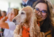 Mais de 620 mil animais já têm RG. Veja como cadastrar seu pet no SinPatinhas SinPatinhas