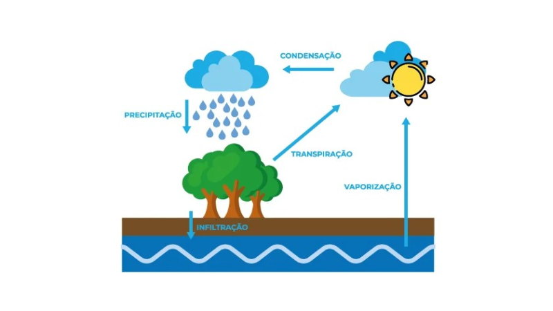 Screenshot-2025-05-30-111347 Heineken aposta em reflorestamento lucrativo e mira liderança ambiental no Brasil