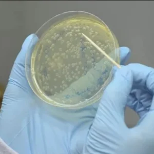 Pesquisa utiliza fungos promotores de energia renovável para agricultura, construções e biocombustíveis fungos