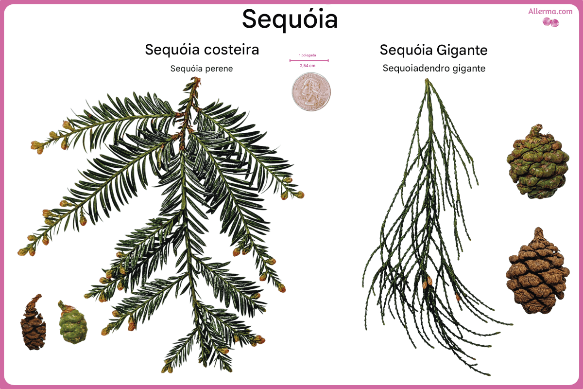 Sequoia SEM LEGENDA