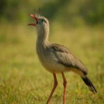 Seriemas têm 3 hábitos pouco conhecidos apesar do canto alto Seriemas têm 3 hábitos pouco conhecidos apesar do canto alto