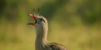 Seriemas têm 3 hábitos pouco conhecidos apesar do canto alto