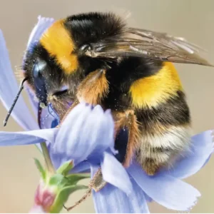 Abelhas, peixes e plantas, afetados em ritmo acelerado pelas mudanças climáticas