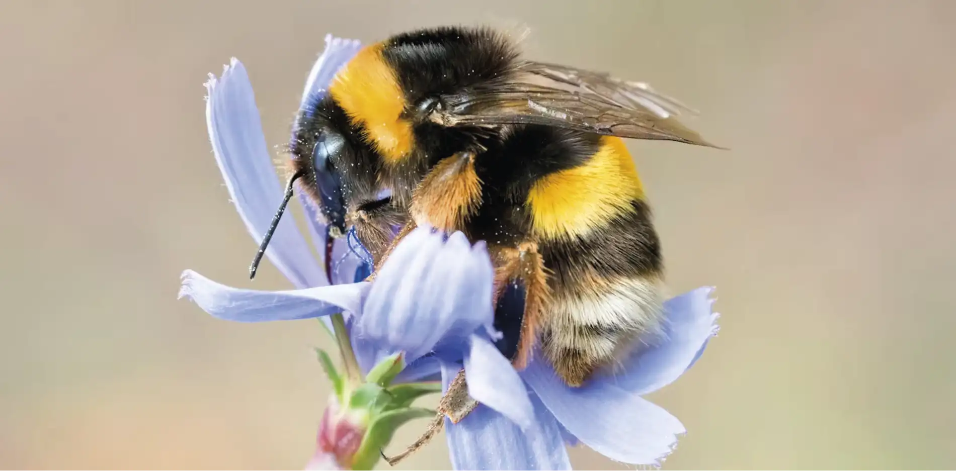 Abelhas, peixes e plantas, afetados em ritmo acelerado pelas mudanças climáticas 7 Uma abelha aproveita o almo o em uma flor em Hillsboro Oregon