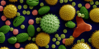 Uma imagem de microscópio eletrônico, colorida, mostra diferentes estruturas de grãos de pólen, incluindo girassol, ipomeia e prímula